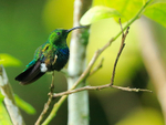 Green-throated Carib portfolio