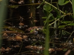 Grass Snake