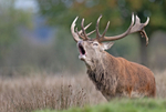 Red Deer - Cervus elaphus