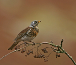 Fieldfare