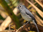 White-eyed Slaty Flycatcher perched on a branch