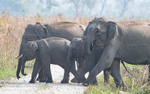 Elephant's crossing