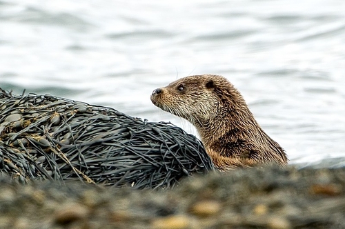 Otter