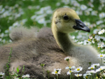 Gosling