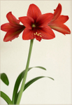 Hippeastrum 'Firecracker' 1