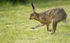 Brown Hares ref bh 12