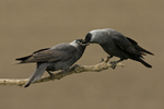 Jackdaws  -  Courtship Feeding