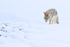 Coyote prowling, Yellowstone National Park, Wyoming, USA