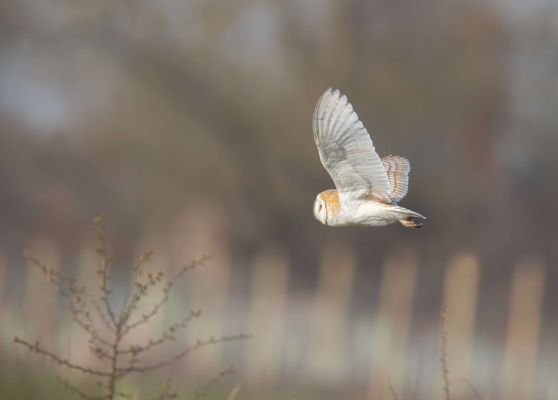 Barn Owl - Lunt Meadows nature reserve - Thornton - Liverpool