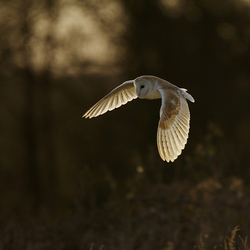 Barn Owl in flight