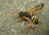 Nomada goodeniana (f)
