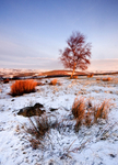 Silver Birch