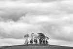 Copse near Alstonefield