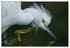 Birds - Color - 04