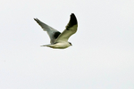 Black-winged Kite