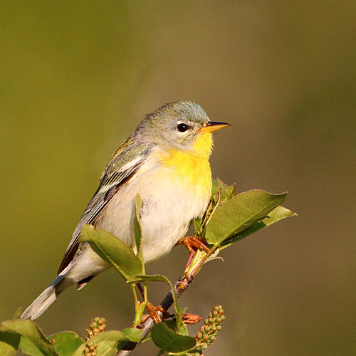 A northern parula female.
