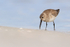 Dunlin foraging, Fort De Soto Park, Florida
