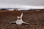 Whale bone 4691