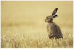 Harvest Hare