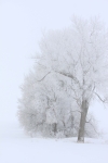 Winter scene