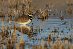 Killdeer reflection, Bosque del Apache, New Mexico