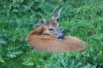 Roe Deer