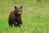 Brown Bear cub running at Martinselkonen
