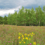 WildFlowers