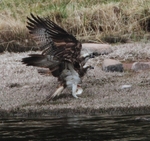Ospreys fighting over fish.
