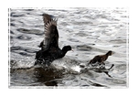 CootDuckling PF