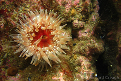 Dahlia Anemone