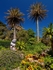 The Abbey Garden, Tresco #2