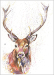 COLOURFUL STAG Limited Edition Print 342