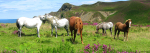 Welsh Ponies