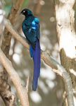 Long taild Glossy Starling