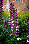 acanthus Acanthus mollis-5947