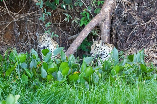 One of many jaguars spotted during our time travelling out from the floating hotel