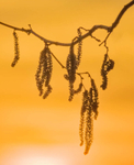 1st March Sunset Catkins