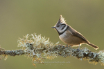 Backlit Crested tit