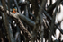 American Pygmy Kingfisher, Sierpe River, Costa Rica