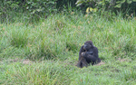 Male Gorilla in Langoué baï