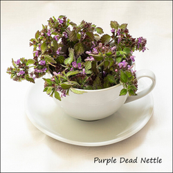 Wild flowers in an cup and saucer portfolio