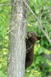 Black Bear cub climbs tree, Minnesota, USA