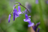 Bluebells   _ WOOD_003