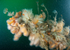 Marine life clings to promontory of ship wreck 2