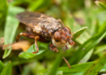Myopa testacea portfolio