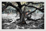 The Wychwood Tree