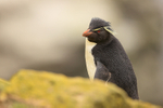 Southern Rockhopper Penguin, Saunders Island