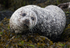 Common Seal lying on seaweed-covered rocks