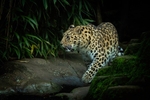 Amur Leopard -RLP_1803